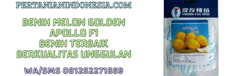 benih,benih melon,benih melon golden,apollo,apollo f1